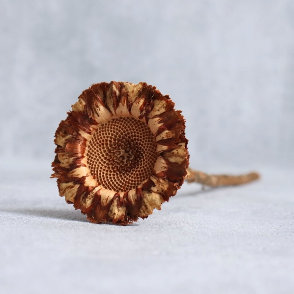 Sířená protea coronata – detail exotického sušeného květu